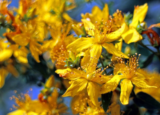 St John's wort in bloom