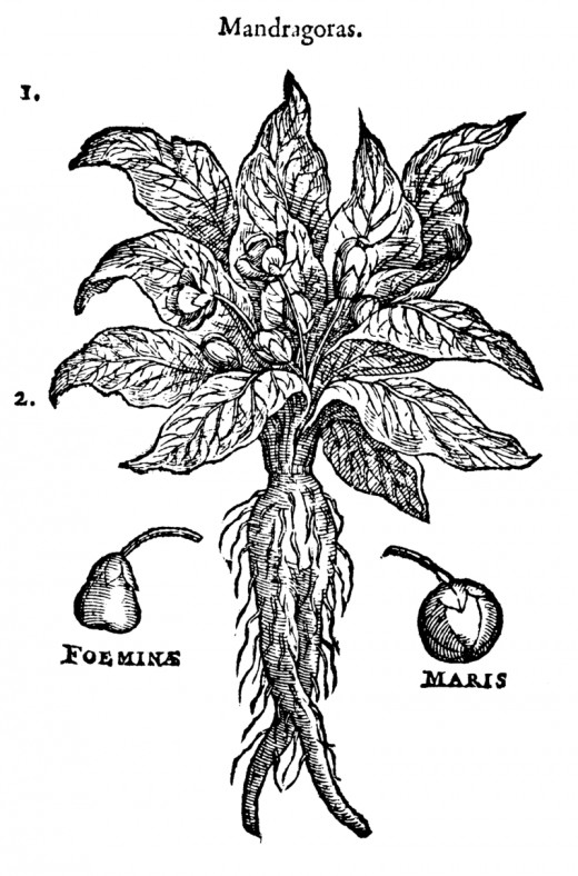 So-called "female" and "male" mandrakes, from a 1583 illustration