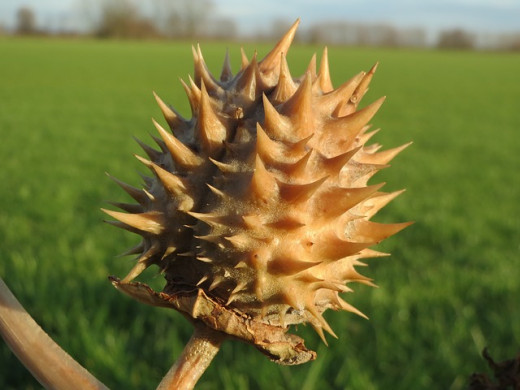 Seed-pod of the Thorn Apple