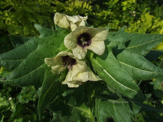 Henbane flowers