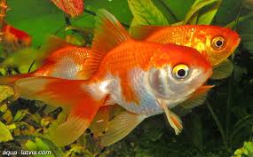 Gold Fish  