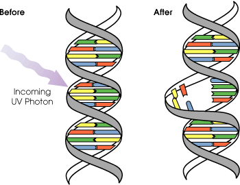 How UVC disables DNA