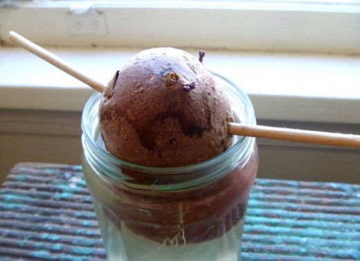 Sweet potatoes with broken chopsticks inserted and resting in water