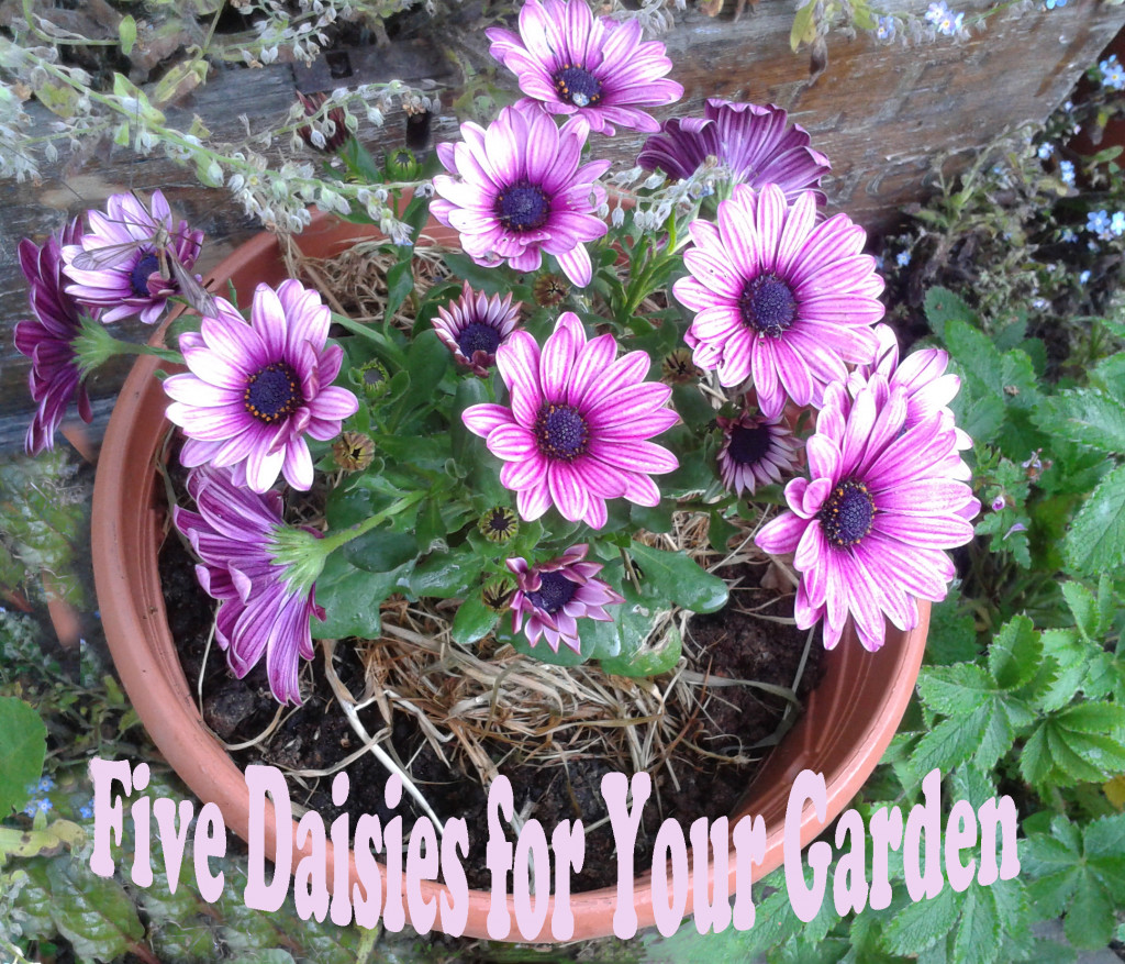 Five Daisies for Your Garden HubPages