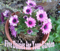 Five Daisies for Your Garden