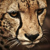 Dev Patel009 profile image