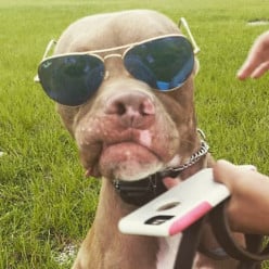 How a Pitbull Won the Heart of a Girl and It Wasn't Enough to Save Him.
