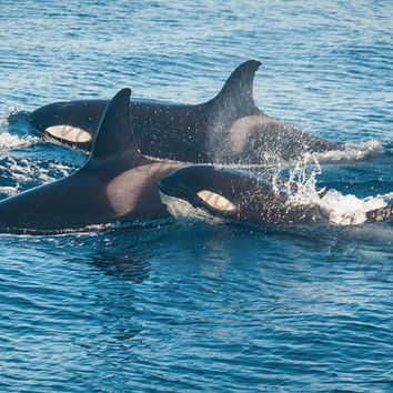 Killer Whale "Orca" pictures from Kenya