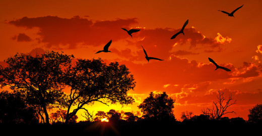 Kenya Sunset 