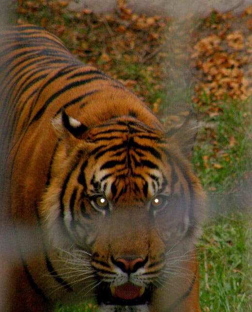 The eyes of this tiger glistened when the flash went off.
