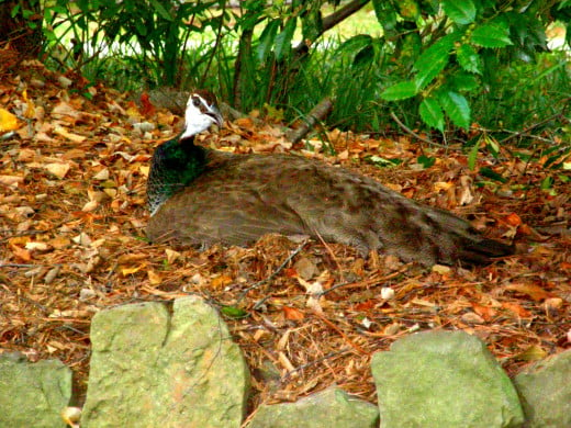 The peacock was a frequent sight around the grounds of the Zoo.