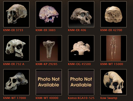 Early humanoid fossils.