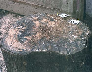 A chopping block from the Pickton farm on which DNA from many missing women was present