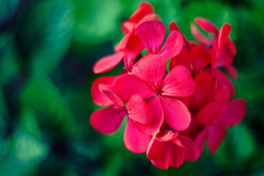 The Floral Family, Geranium.