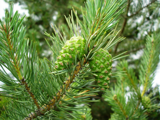 The Pine belongs to The Camphoraceous Family. With its top notes, this oil is great for treating respiratory issues.