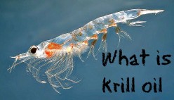 What Is Krill Oil