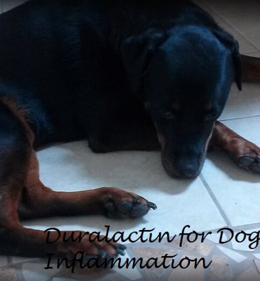 duralactin for dogs duralactin a promising product for inflammation in dogs pethelpful duralactin for dogs duralactin a promising product for inflammation in dogs pethelpful