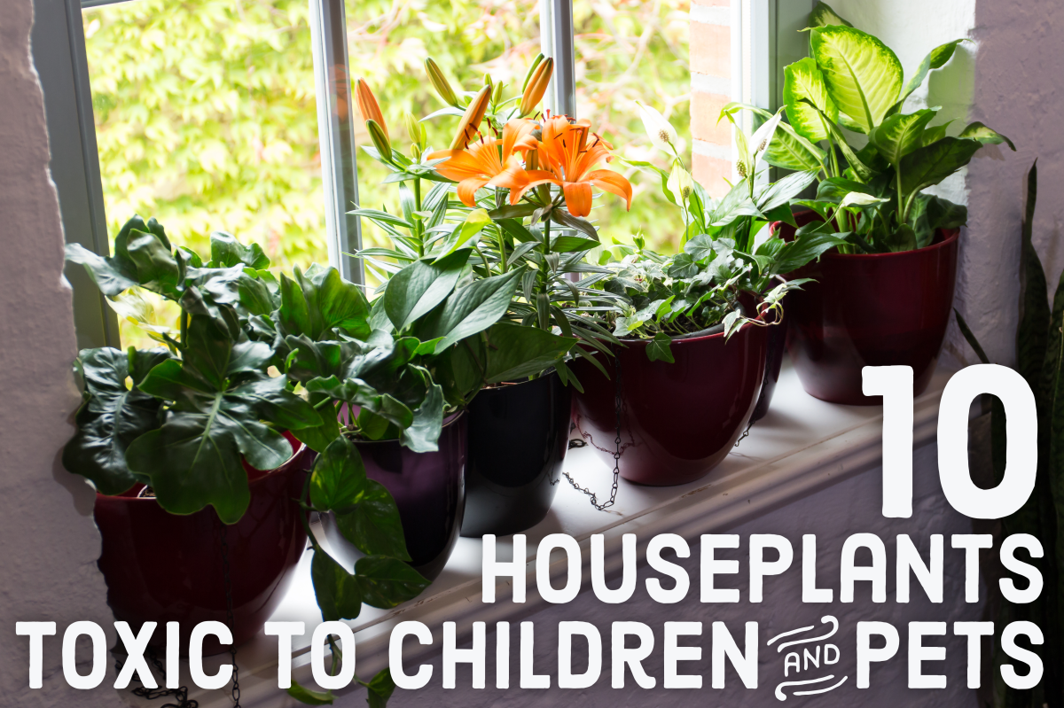 10 Toxic Houseplants That Are Dangerous for Children and ...
