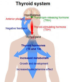 The Effects of Hypothyroidism