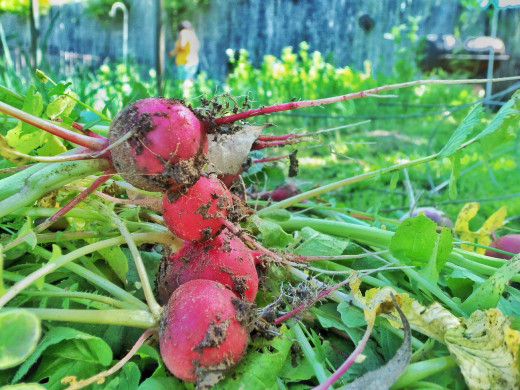 I remember a Ted Talk and the speaker said,"Having a garden is like printing free money."