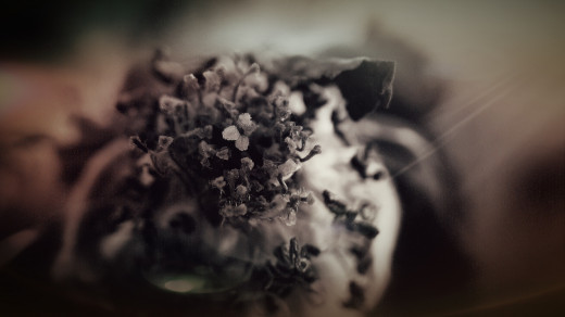 Close up of a small flower using a dome like lens I found inside a solar light.
