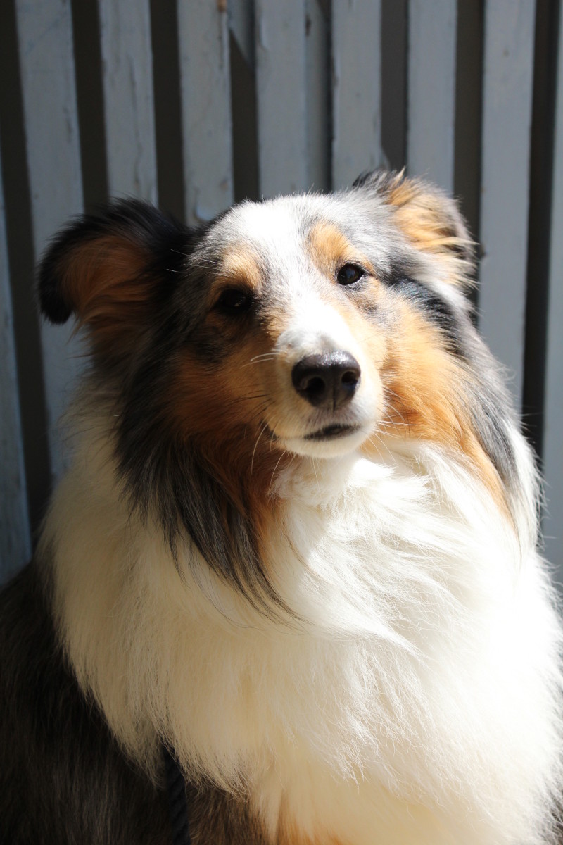 Blue merle Shetland Sheepdog (sheltie). Commonly merle dogs will have at least one blue eye, but in this example, due to the tan markings on the face, both eyes are brown.