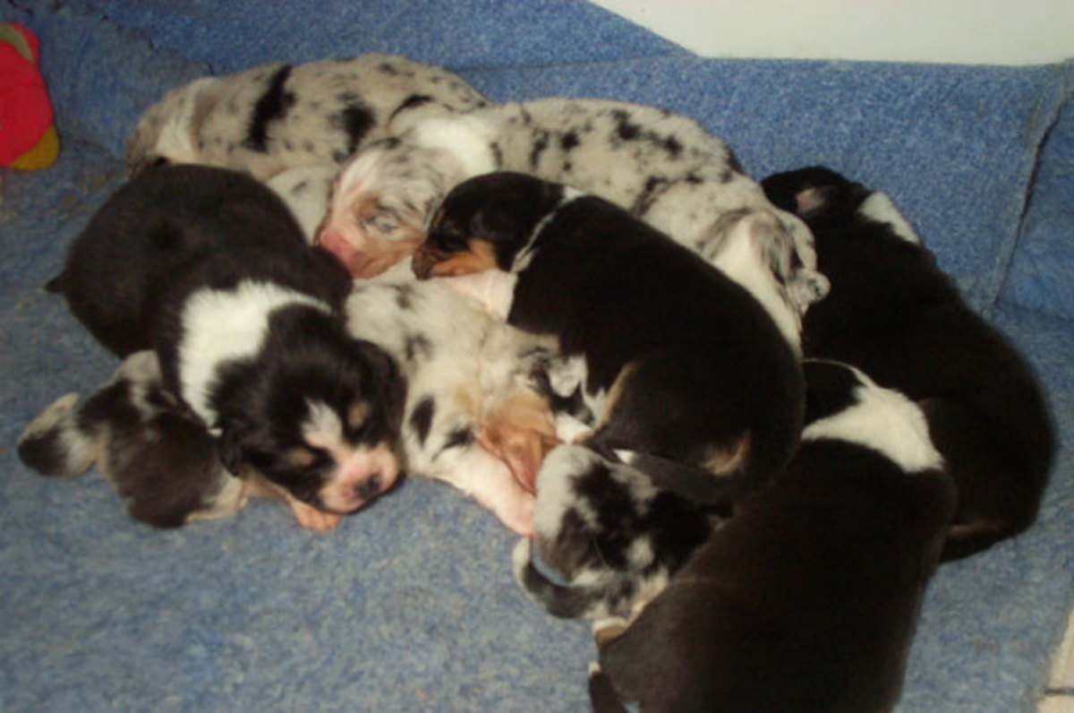 A mixed litter of puppies with non-merles (mm) and merles (Mm)