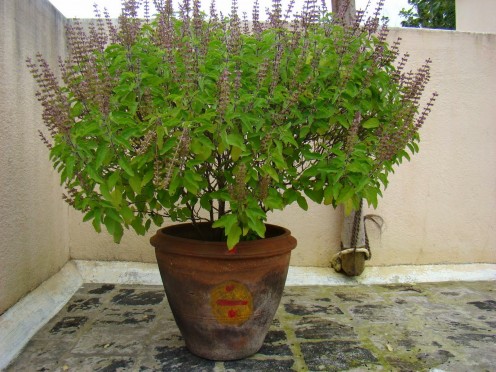 Tulsi Plant