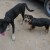 Mexican dogs http://www.flickr.com/photos/kindee/54479944/ Mexican dogs http://www.flickr.com/photos/kindee/54479944/