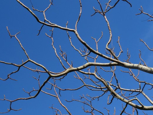 The road we walk has many branches on it.
