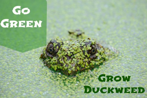 The Benefits of Growing Duckweed The Benefits of Growing Duckweed