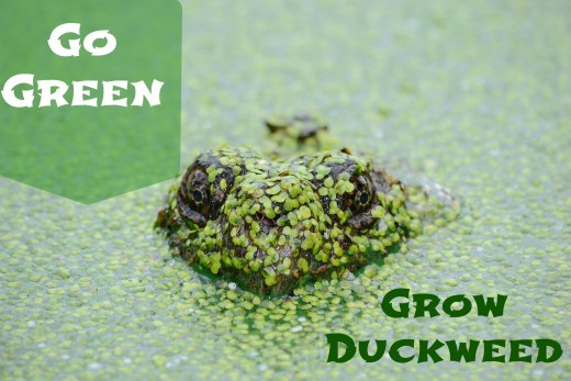 The Benefits of Growing Duckweed | Owlcation