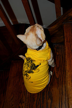 Dressing pets protect them from harsh weather elements