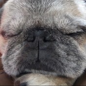 thebigidea profile image