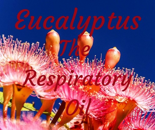 Eucalyptus can act as a decongestant. Inhaling it can help break up mucus.