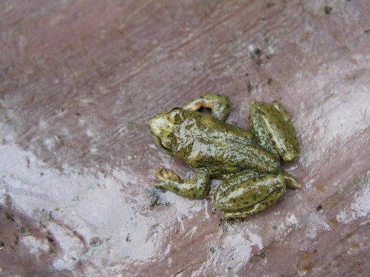 A male Rocky Mountain Tailed Frog