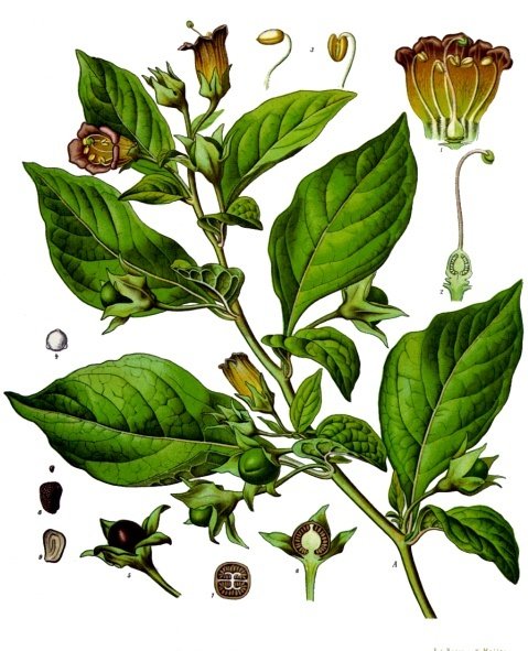 Atropa belladonna - Köhler's Medizinal-Pflanzen