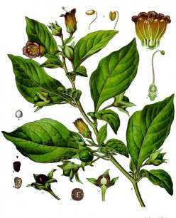 Meet the nightshade family -these magical herbs are femme fatales