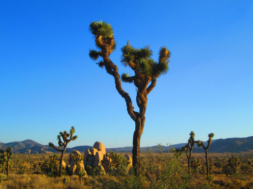 A statuesque Joshua Tree in the later afternoon.