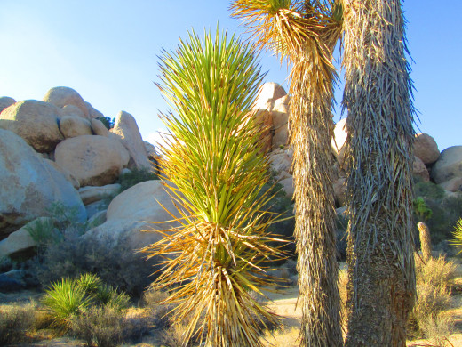 Closeup of the green leaves on a Joshua tree.