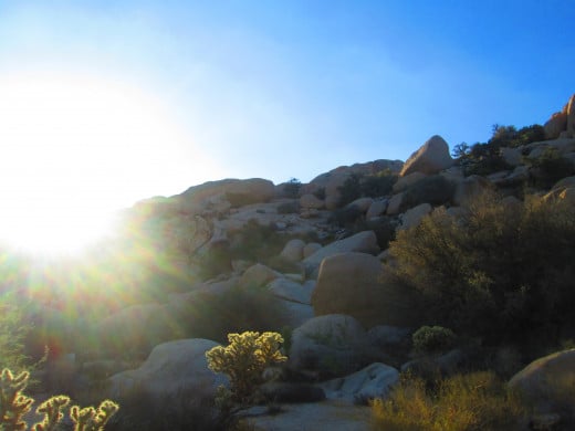 Sun shining down on the cholla cacti and boulders.