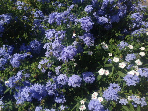 Flowers from my grandmother's garden
