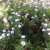 African daisies flowering profusely