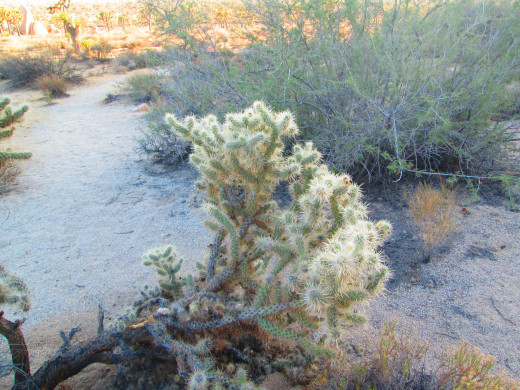 I would not recommend petting the cholla cactus.