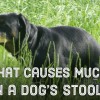 Causes of Mucus in Dog's Stool