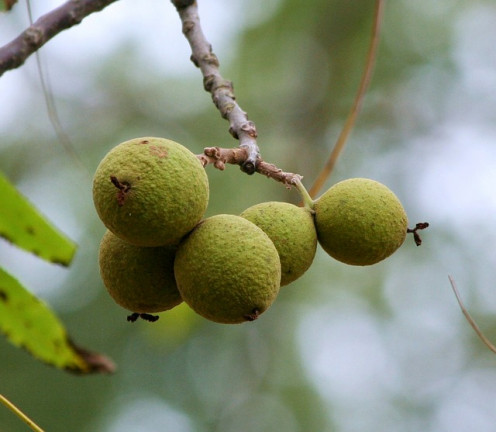 Eastern black walnut.