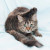 Fleas, ring worms and ticks can be a big problem pets and humans. Just use tea tree oil by a few drops at a time. Fleas, ring worms and ticks can be a big problem pets and humans. Just use tea tree oil by a few drops at a time.