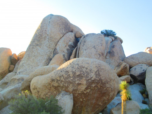 Large boulders with a Joshua tree in the foreground.
