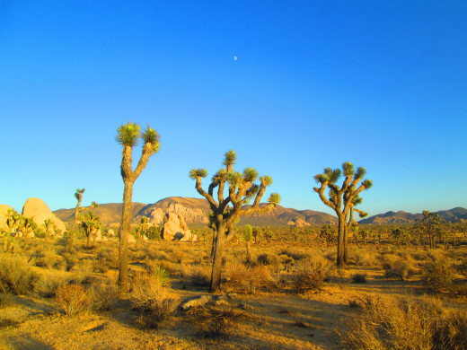 The three Joshua trees in the foreground are under the moon.