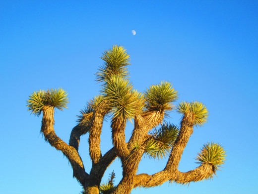 The moon is in the blue sky above the Joshua tree.